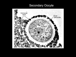 Secondary Oocyte 
 