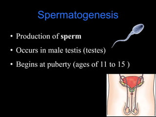 Spermatogenesis 
• Production of sperm 
• Occurs in male testis (testes) 
• Begins at puberty (ages of 11 to 15 ) 
 