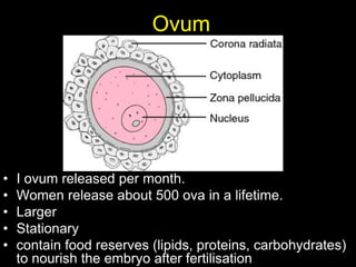 Ovum 
• I ovum released per month. 
• Women release about 500 ova in a lifetime. 
• Larger 
• Stationary 
• contain food reserves (lipids, proteins, carbohydrates) 
to nourish the embryo after fertilisation 
 