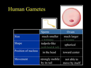 Human Gametes 
much smaller 
(~0.05mm) 
much larger 
(~0.1mm) 
tadpole-like 
(with head & tail) 
spherical 
in the head toward center 
strongly mobile 
by its tail 
not able to 
move by itself 
Size 
Shape 
Position of nucleus 
Movement 
Sperm Ovum 
 