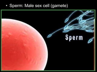 • Sperm: Male sex cell (gamete) 
 