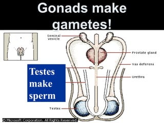 Gonads make 
gametes! 
Testes 
make 
sperm 
 