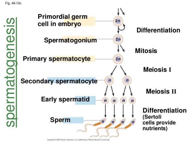 Biology Form 5 Chapter 4  Biology Form 5 Chapter 3 Formation Of Urine