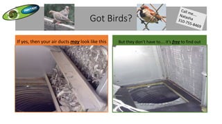 Got Birds?
If yes, then your air ducts may look like this But they don’t have to…. it’s free to find out
 