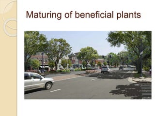 Maturing of beneficial plants
 