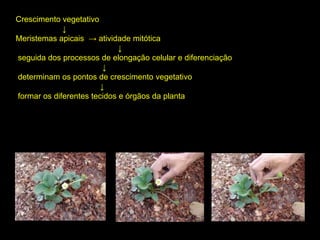 Crescimento vegetativo
↓
Meristemas apicais → atividade mitótica
↓
seguida dos processos de elongação celular e diferenciação
↓
determinam os pontos de crescimento vegetativo
↓
formar os diferentes tecidos e órgãos da planta
 