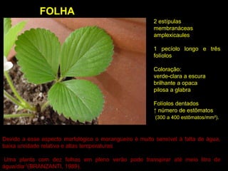 2 estípulas
membranáceas
amplexicaules
1 pecíolo longo e três
folíolos
Coloração:
verde-clara a escura
brilhante a opaca
pilosa a glabra
Folíolos dentados
↑ número de estômatos
(300 a 400 estômatos/mm²).
FOLHA
Devido a esse aspecto morfológico o morangueiro é muito sensível à falta de água,
baixa umidade relativa e altas temperaturas
Uma planta com dez folhas em pleno verão pode transpirar até meio litro de
água/dia-1(BRANZANTI, 1989).
 