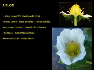 A FLOR
 saem de pontos diversos da haste
cálice verde - cinco sépalas - cinco pétalas
androceu - número elevado de estames
Gineceu - numerosos pistilos
Hermafroditas - autopoliniza
 
