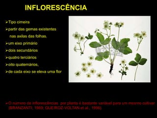 Tipo cimeira
partir das gemas existentes
nas axilas das folhas.
um eixo primário
dois secundários
quatro terciários
oito quaternários,
de cada eixo se eleva uma flor
O número de inflorescências por planta é bastante variável para um mesmo cultivar
(BRANZANTI, 1989; QUEIROZ-VOLTAN et al., 1996).
INFLORESCÊNCIA
 