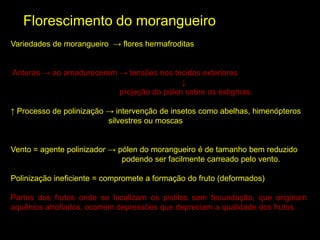 Variedades de morangueiro → flores hermafroditas
Anteras → ao amadurecerem → tensões nos tecidos exteriores
↓
projeção do pólen sobre os estigmas.
↑ Processo de polinização → intervenção de insetos como abelhas, himenópteros
silvestres ou moscas
Vento = agente polinizador → pólen do morangueiro é de tamanho bem reduzido
podendo ser facilmente carreado pelo vento.
Polinização ineficiente = compromete a formação do fruto (deformados)
Partes dos frutos onde se localizam os pistilos sem fecundação, que originam
aquênios atrofiados, ocorrem depressões que depreciam a qualidade dos frutos.
Florescimento do morangueiro
 