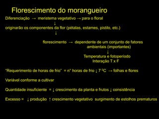 Florescimento do morangueiro
Diferenciação → meristema vegetativo → para o floral
↓
originarão os componentes da flor (pétalas, estames, pistilo, etc.)
↓
florescimento → dependente de um conjunto de fatores
ambientais (importantes)
↓
Temperatura e fotoperíodo
Interação T x F
“Requerimento de horas de frio” = n° horas de frio ↓ 7 0C → folhas e flores
Variável conforme a cultivar
Quantidade insuficiente = ↓ crescimento da planta e frutos ↓ consistência
Excesso = ↓ produção ↑ crescimento vegetativo surgimento de estolhos prematuros
 