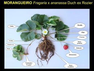 MORANGUEIRO Fragaria x ananassa Duch ex Rozier
 