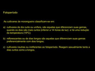 Fotoperíodo
As cultivares de morangueiro classificam-se em:
a) cultivares de dia curto ou unífero, são aquelas que diferenciam suas gemas,
quando os dias são mais curtos (inferior a 14 horas de luz) e há uma redução
da temperatura (15ºC);
b) reflorescentes ou de dias longos são aquelas que diferenciam suas gemas
preferencialmente com dias longos;
c) cultivares neutras ou indiferentes ao fotoperíodo. Reagem sexualmente tanto a
dias curtos como a longos.
 