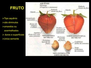 Tipo aquênio
são diminutos
amarelos ou
avermelhados
 duros e superficiais
única semente
FRUTO
 