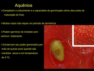 Completam o crescimento e a capacidade de germinação vários dias antes da
maturação do fruto
Muitas vezes não requer um período de dormência
Podem germinar de imediato sem
nenhum tratamento
Conservam seu poder germinativo por
mais de quinze anos quando são
mantidos secos e em temperatura
de 4 0C,
Aquênios
 