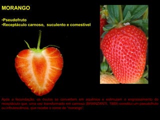 MORANGO
•Pseudofruto
•Receptáculo carnoso, suculento e comestível
Após a fecundação, os óvulos se convertem em aquênios e estimulam o engrossamento do
receptáculo que, uma vez transformado em carnoso (BRANZANTI, 1989) constitui um pseudofruto
ou infrutescência, que recebe o nome de “morango”.
 