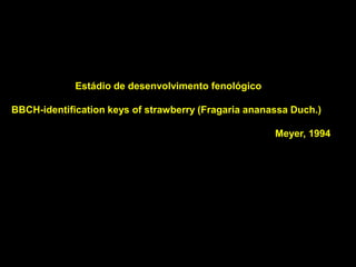 Estádio de desenvolvimento fenológico
BBCH-identification keys of strawberry (Fragaria ananassa Duch.)
Meyer, 1994
 