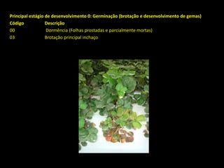 Principal estágio de desenvolvimento 0: Germinação (brotação e desenvolvimento de gemas)
Código Descrição
00 Dormência (Folhas prostadas e parcialmente mortas)
03 Brotação principal inchaço
 