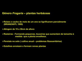 Gênero Fragaria – plantas herbáceas
Raízes e caules de mais de um ano se lignificarem parcialmente
(BRANZANTI, 1989)
Atingem de 15 a 30cm de altura
Rasteiras - Formando pequenas, touceiras que aumentam de tamanho à
medida que a planta envelhece.
Persiste no solo ( cultivo anual – problemas fitossanitários)
Estolhos enraízam e formam novas plantas
 