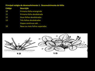 Principal estágio de desenvolvimento 1: Desenvolvimento da folha
Código Descrição
10 Primeira folha emergindo
11 Primeira folha desdobrada
12 Duas folhas desdobradas
13 Três folhas desdobradas
Etapas contínuas até……
19 Nove ou mais folhas separadas
 