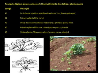 Principal estágio de desenvolvimento 4: Desenvolvimento de estolhos e plantas jovens
Código Descrição
41 Emissão de estolhos: estolho visível com 2cm de comprimento
42 Primeira planta filha visível
43 Início do desenvolvimento radicular da primeira planta filha
45 Primeira planta filha com raízes (pronta para o plantio)
49 Várias plantas filhas com raízes (prontas para o plantio)
49
 