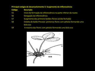 Principal estágio de desenvolvimento 5: Surgimento da inflorescência
Código Descrição
55 Inicio da formação da inflorescência na parte inferior da roseta
56 Elongação da Inflorescência
57 Surgimento dos primeiro botões florais (ainda fechado)
58 Estádio de balão Precoce: primeiras flores com pétalas formando uma
bola oca
59 A maioria das flores com pétalas formando uma bola oca
 