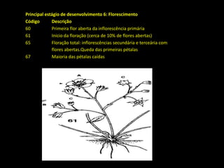 Principal estágio de desenvolvimento 6: Florescimento
Código Descrição
60 Primeira flor aberta da inflorescência primária
61 Inicio da floração (cerca de 10% de flores abertas)
65 Floração total: inflorescências secundária e terceária com
flores abertas.Queda das primeiras pétalas
67 Maioria das pétalas caídas
 