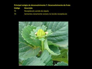 Principal estágio de desenvolvimento 7: Desenvolvimento do fruto
Código Descrição
71 Receptáculo saindo da sépala
73 Sementes claramente visíveis no tecido receptáculo
73
 