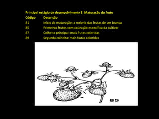 Principal estágio de desenvolvimento 8: Maturação do fruto
Código Descrição
81 Inicio da maturação: a maioria das frutas de cor branca
85 Primeiros frutos com colaração específica da cultivar
87 Colheita principal: mais frutas coloridas
89 Segunda colheita: mais frutas coloridas
 