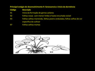 Principal estágio de desenvolvimento 9: Senescencia e início da dormência
Código Descrição
91 Início da formação de gemas axilares
92 Folhas novas com menor limbo e haste encurtada visível
93 Folhas velhas morrendo, folhas jovens onduladas; folhas velhas de cor
especifica da cultivar
97 Folhas velhas mortas
 