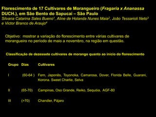 Florescimento de 17 Cultivares de Morangueiro (Fragaria x Ananassa
DUCH.), em São Bento do Sapucaí – São Paulo
Silvana Catarina Sales Bueno1, Aline de Holanda Nunes Maia2, João Tessarioli Neto3
e Victor Branco de Araujo4
Objetivo: mostrar a variação do florescimento entre várias cultivares de
morangueiro no período de maio a novembro, na região em questão.
Grupo Dias Cultivares
I (60-64 ) Fern, Japonês, Toyonoka, Camarosa, Dover, Florida Belle, Guarani,
Korona. Sweet Charlie, Selva
II (65-70) Campinas, Oso Grande, Reiko, Sequóia, AGF-80
III (>70) Chandler, Pájaro
Classificação de dezessete cultivares de morango quanto ao início do florescimento
 