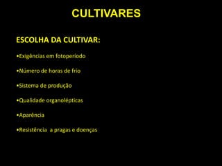 ESCOLHA DA CULTIVAR:
•Exigências em fotoperíodo
•Número de horas de frio
•Sistema de produção
•Qualidade organolépticas
•Aparência
•Resistência a pragas e doenças
CULTIVARES
 