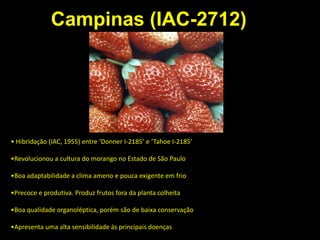 • Hibridação (IAC, 1955) entre ‘Donner I-2185’ e ‘Tahoe I-2185’
•Revolucionou a cultura do morango no Estado de São Paulo
•Boa adaptabilidade a clima ameno e pouca exigente em frio
•Precoce e produtiva. Produz frutos fora da planta colheita
•Boa qualidade organoléptica, porém são de baixa conservação
•Apresenta uma alta sensibilidade às principais doenças
Campinas (IAC-2712)
 