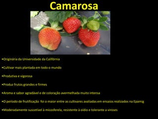 •Originária da Universidade da Califórnia
•Cultivar mais plantada em todo o mundo
•Produtiva e vigorosa
•Produz frutos grandes e firmes
•Aroma e sabor agradável e de coloração avermelhada muito intensa
•O período de frutificação foi o maior entre as cultivares avaliadas em ensaios realizados na Epamig
•Moderadamente suscetível à micosferela, resistente à oídio e tolerante a viroses
Camarosa
 