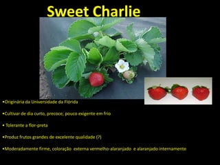 •Originária da Universidade da Flórida
•Cultivar de dia curto, precoce, pouco exigente em frio
• Tolerante a flor-preta
•Produz frutos grandes de excelente qualidade (?)
•Moderadamente firme, coloração externa vermelho-alaranjado e alaranjado internamente
Sweet Charlie
 