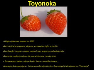 • Origem japonesa; lançada em 1983
•Produtividade moderada, vigorosa, moderada exigência em frio
•Frutificação irregular - produz muitos frutos pequenos no final do ciclo
•Frutos de excelente sabor e de aroma intenso e característico
• Temperaturas baixas - coloração dos frutos - vermelho intenso
•Aumento da temperatura - frutos sem coloração atrativa - Susceptível a Micosfarela e a “Flor-preta”
Toyonoka
 
