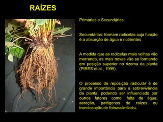 Primárias e Secundárias.
Secundárias: formam radicelas cuja função
é a absorção de água e nutrientes
A medida que as radicelas mais velhas vão
morrendo, as mais novas vão se formando
em posição superior no rizoma da planta
(PIRES et al., 1999).
O processo de reposição radicular é de
grande importância para a sobrevivência
da planta, podendo ser influenciado por
outros fatores como: falta de água,
aeração, patógenos de raízes ou
translocação de fotoassimilados.
RAÍZES
 