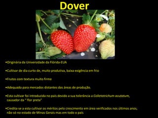 •Originária da Universidade da Flórida-EUA
•Cultivar de dia curto de, muito produtiva, baixa exigência em frio
•Frutos com textura muito firme
•Adequado para mercados distantes das áreas de produção.
•Esta cultivar foi introduzida no país devido a sua tolerância a Colletotrichum acutatum,
causador da “ flor preta”
•Credita-se a esta cultivar os méritos pelo crescimento em área verificados nos últimos anos,
não só no estado de Minas Gerais mas em todo o país
Dover
 