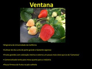 •Originária da Universidade da Califórnia
•Cultivar de dia curto de porte grande e bastante vigorosa
•Frutos grandes com coloração interna e externa um pouco mais clara que os da ‘Camarosa’
• Comercializado tanto para mesa quanto para a indústria
•Pouca firmesa do frutos na pós-colheita
Ventana
 