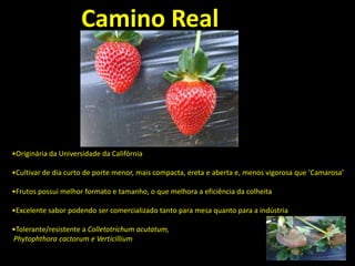 •Originária da Universidade da Califórnia
•Cultivar de dia curto de porte menor, mais compacta, ereta e aberta e, menos vigorosa que ‘Camarosa’
•Frutos possui melhor formato e tamanho, o que melhora a eficiência da colheita
•Excelente sabor podendo ser comercializado tanto para mesa quanto para a indústria
•Tolerante/resistente a Colletotrichum acutatum,
Phytophthora cactorum e Verticillium
Camino Real
 