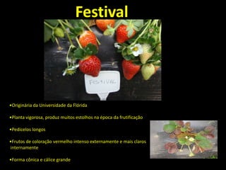 •Originária da Universidade da Flórida
•Planta vigorosa, produz muitos estolhos na época da frutificação
•Pedicelos longos
•Frutos de coloração vermelho intenso externamente e mais claros
internamente
•Forma cônica e cálice grande
Festival
 