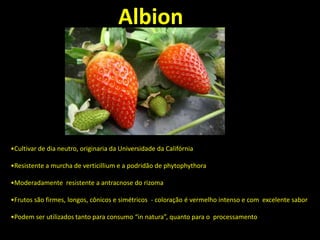 •Cultivar de dia neutro, originaria da Universidade da Califórnia
•Resistente a murcha de verticillium e a podridão de phytophythora
•Moderadamente resistente a antracnose do rizoma
•Frutos são firmes, longos, cônicos e simétricos - coloração é vermelho intenso e com excelente sabor
•Podem ser utilizados tanto para consumo “in natura”, quanto para o processamento
Albion
 