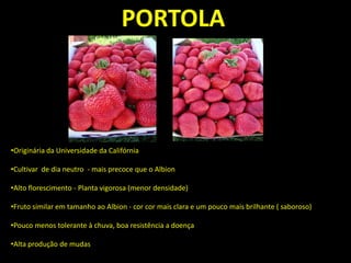 •Originária da Universidade da Califórnia
•Cultivar de dia neutro - mais precoce que o Albion
•Alto florescimento - Planta vigorosa (menor densidade)
•Fruto similar em tamanho ao Albion - cor cor mais clara e um pouco mais brilhante ( saboroso)
•Pouco menos tolerante à chuva, boa resistência a doença
•Alta produção de mudas
PORTOLA
 
