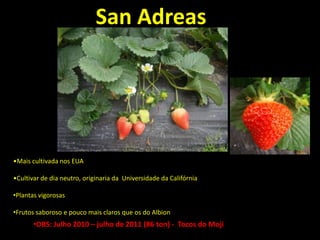 San Adreas
•Mais cultivada nos EUA
•Cultivar de dia neutro, originaria da Universidade da Califórnia
•Plantas vigorosas
•Frutos saboroso e pouco mais claros que os do Albion
•OBS: Julho 2010 – julho de 2011 (86 ton) - Tocos do Moji
 