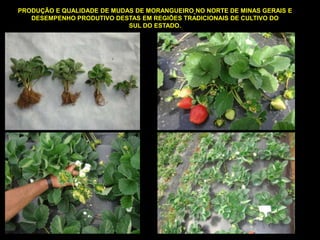 PRODUÇÃO E QUALIDADE DE MUDAS DE MORANGUEIRO NO NORTE DE MINAS GERAIS E
DESEMPENHO PRODUTIVO DESTAS EM REGIÕES TRADICIONAIS DE CULTIVO DO
SUL DO ESTADO.
 