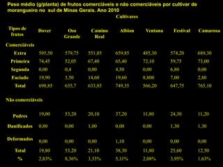 Tipos de
frutos
Cultivares
Dover Oso
Grande
Camino
Real
Albion Ventana Festival Camarosa
Comerciáveis
Extra 595,50 579,75 551,85 659,85 485,30 574,20 689,30
Primeira 74,45 52,05 67,40 65,40 72,10 59,75 73,00
Segunda 0,00 0,4 0,00 4,50 0,00 6,80 0,00
Faciado 19,90 3,50 14,60 19,60 8,800 7,00 2,80
Total 698,85 635,7 633,85 749,35 566,20 647,75 765,10
Não comerciáveis
Podres 19,00 53,20 20,10 37,20 11,80 24,30 11,20
Danificados 0,80 0,00 1,00 0,00 0,00 1,30 1,30
Deformados 0,00 0,00 0,00 1,10 0,00 0,00 0,00
Total 19,80 53,20 21,10 38,30 11,80 25,60 12,50
% 2,83% 8,36% 3,33% 5,11% 2,08% 3,95% 1,63%
Peso médio (g/planta) de frutos comerciáveis e não comerciáveis por cultivar de
morangueiro no sul de Minas Gerais. Ano 2010
 