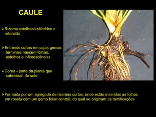 Rizoma estolhoso cilíndrico e
retorcido
Entrenós curtos em cujas gemas
terminais nascem folhas,
estolhos e inflorescências
Coroa - parte da planta que
sobressai do solo
Formada por um agregado de rizomas curtos, onde estão inseridas as folhas
em roseta com um gomo foliar central, do qual se originam as ramificações
CAULE
 