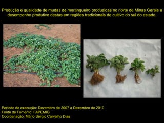 Produção e qualidade de mudas de morangueiro produzidas no norte de Minas Gerais e
desempenho produtivo destas em regiões tradicionais de cultivo do sul do estado.
Período de execução: Dezembro de 2007 a Dezembro de 2010
Fonte de Fomento: FAPEMIG
Coordenação: Mário Sérgio Carvalho Dias
 