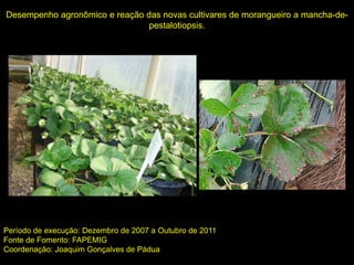 Desempenho agronômico e reação das novas cultivares de morangueiro a mancha-de-
pestalotiopsis.
Período de execução: Dezembro de 2007 a Outubro de 2011
Fonte de Fomento: FAPEMIG
Coordenação: Joaquim Gonçalves de Pádua
 