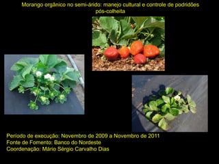 Morango orgânico no semi-árido: manejo cultural e controle de podridões
pós-colheita
Período de execução: Novembro de 2009 a Novembro de 2011
Fonte de Fomento: Banco do Nordeste
Coordenação: Mário Sérgio Carvalho Dias
 
